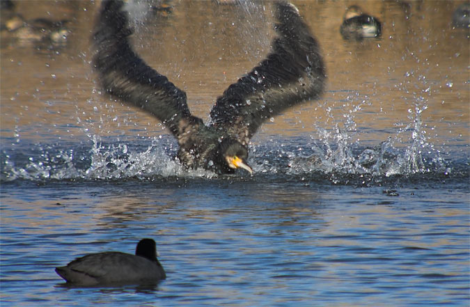 Corb Marí Gros (Phalacrocorax carbo)