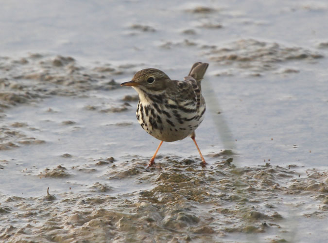 Titella, Anthus pratensis