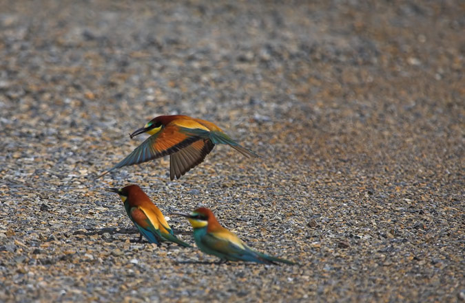 Abellerol (Merops apiaster)