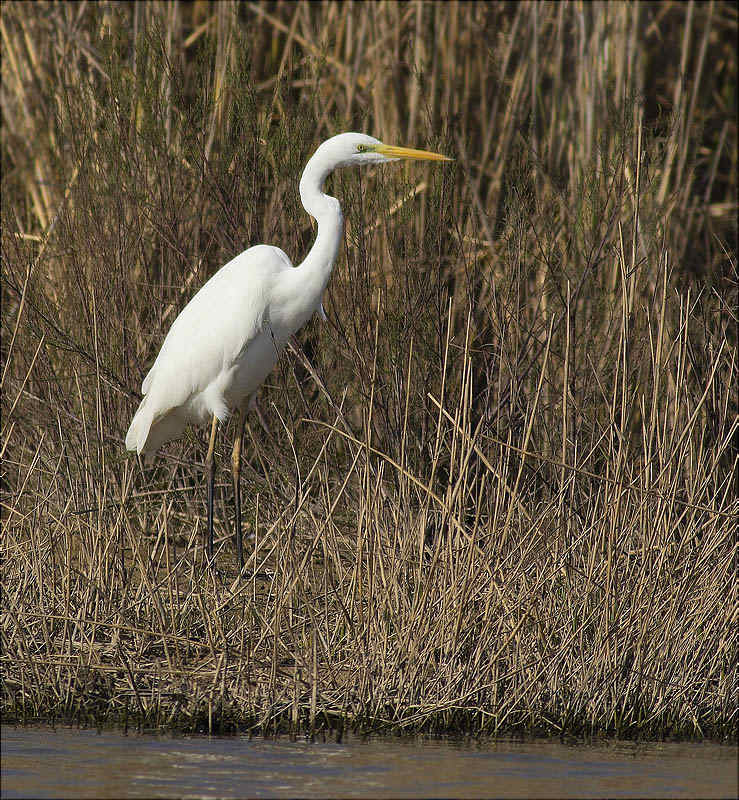 Agró blanc (Ardea alba)