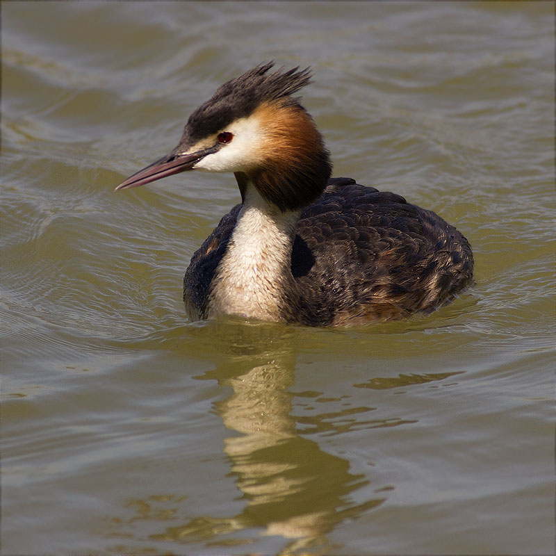 Cabussó emplomallat (Podiceps cristatus)