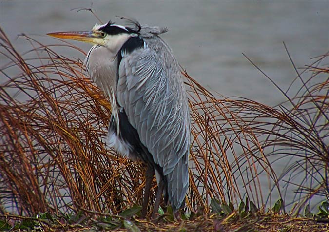 Bernat pescaire (Ardea cinerea)