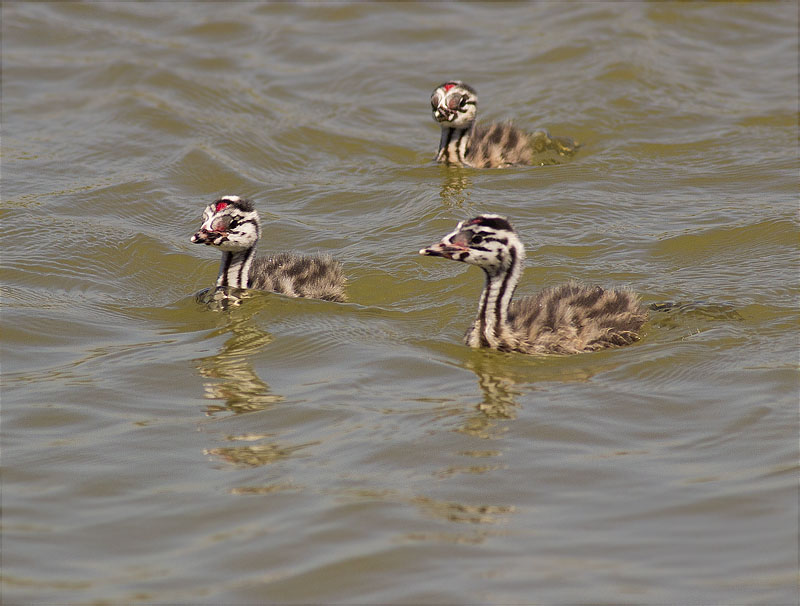 Juvenils de Cabussó emplomallat (Podiceps cristatus)