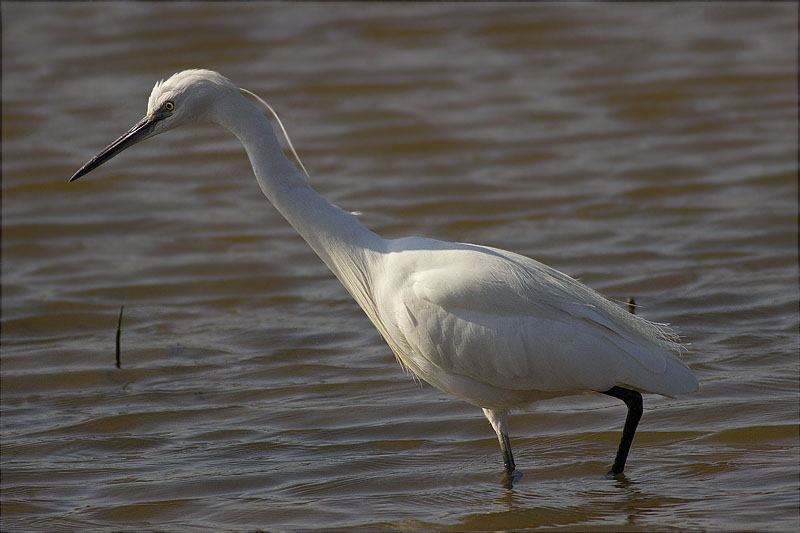 Martinet blanc (Egretta garzetta)