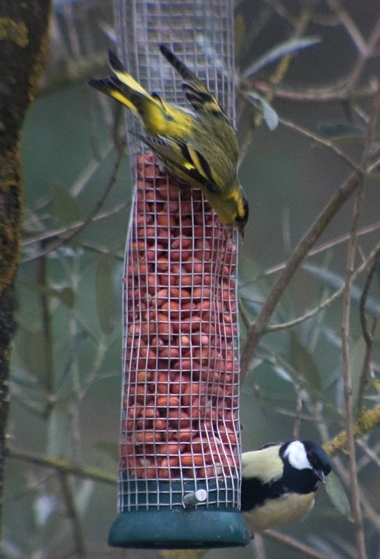 Lluer (Carduelis spinus)Mallerenga carbonera (Parus major)