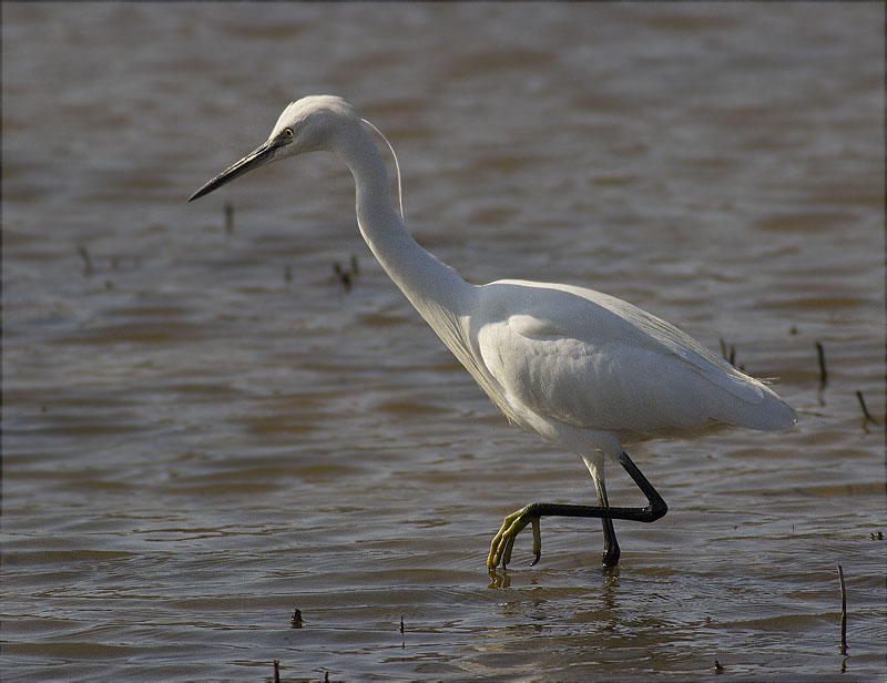 Martinet blanc (Egretta garzetta)