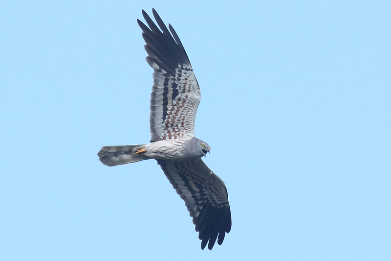 Aguilucho cenizo