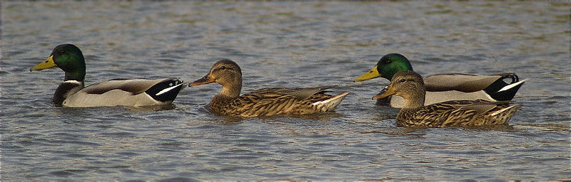 Ànec collverd (Anas platyrhynchos)