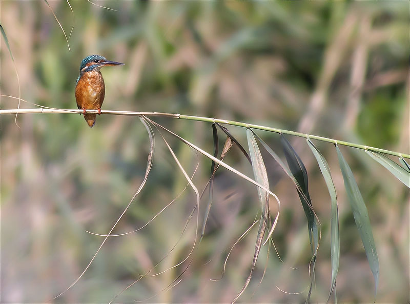 Blauet (Alcedo atthis)