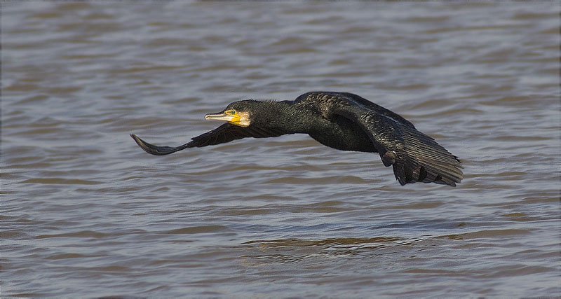 Corb marí gros (Phalacrocorax carbo)