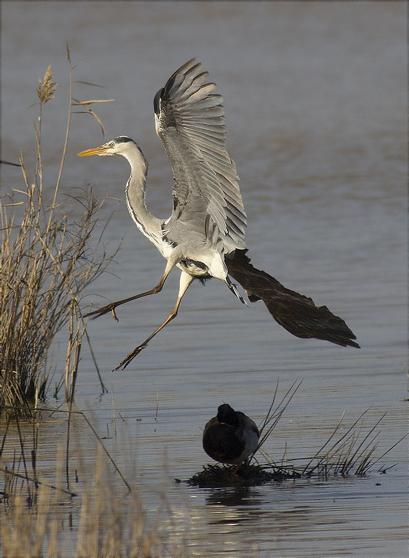 Bernat pescaire (Ardea cinerea)