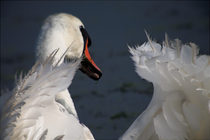 Cigne mut (Cygnus olor)