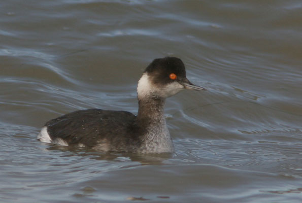 Cabussó collnegre.Podiceps nigricollis.