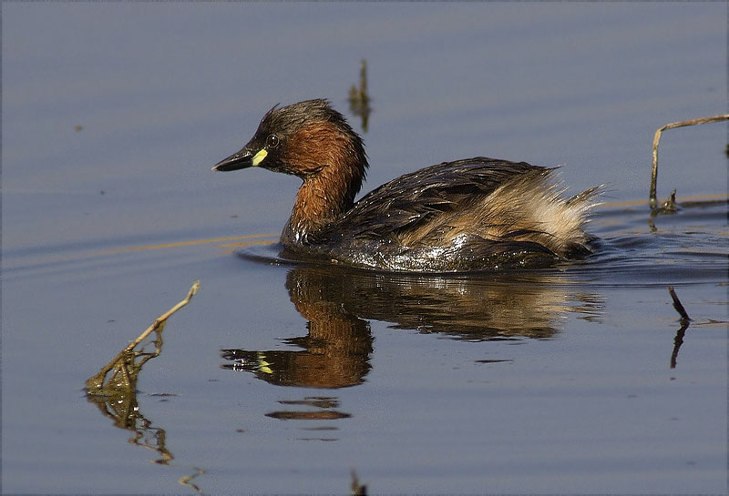 Cabusset (Tachybaptus ruficollis)