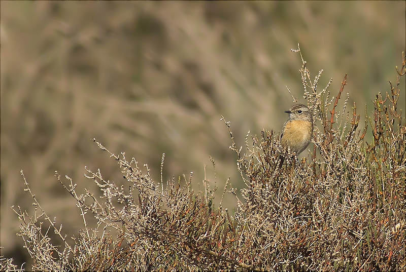 Femella de Bitxac comú (Saxicola torquata)