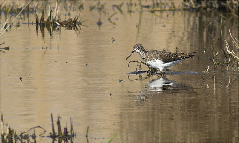 Xivita (Tringa ochropus)