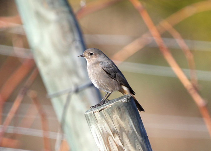 Cotxa fumada (Poenicurus ochruros)