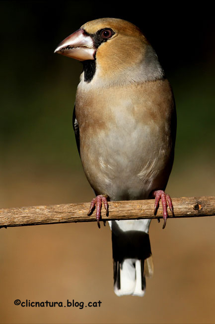 Durbec o trencapinyons. Coccothraustes coccothraustes