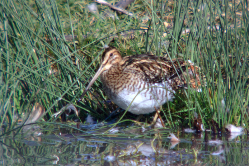 Becadell comú. Gallinago gallinago