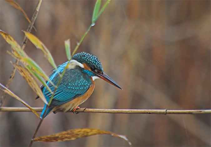 Blauet (Alcedo atthis)