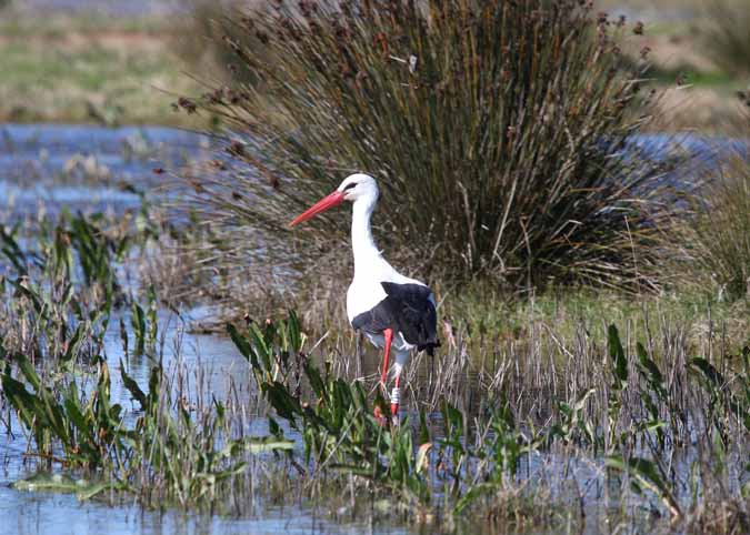 Cigonya (Ciconia ciconia)