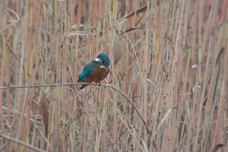 Blauet (Alcedo atthis)