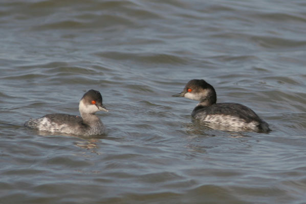 Cabussons collnegres.Podiceps nigricollis.