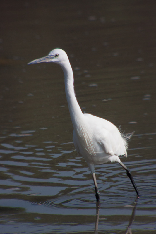 Martinet blanc (Egretta garzetta)