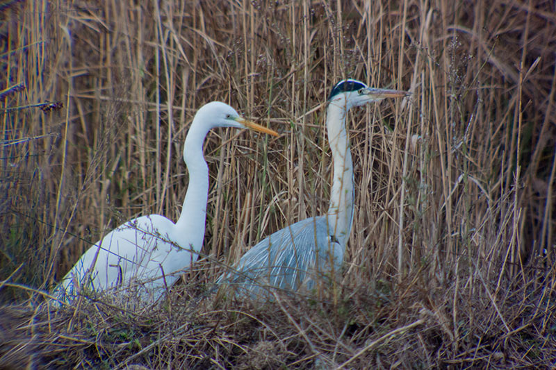 Bernat pescaire (Ardea cinerea)Agró blanc (Ardea alba)