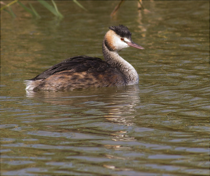 Cabussó emplomallat (Podiceps cristatus)