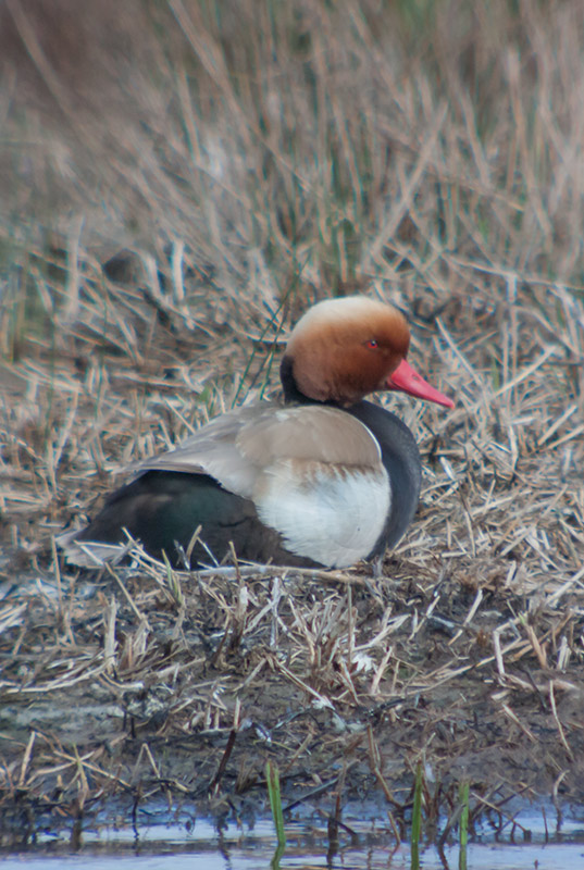 Xibec (Netta rufina). Mascle