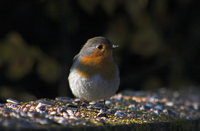 Pit- Roig ( Erithacus rubecula )