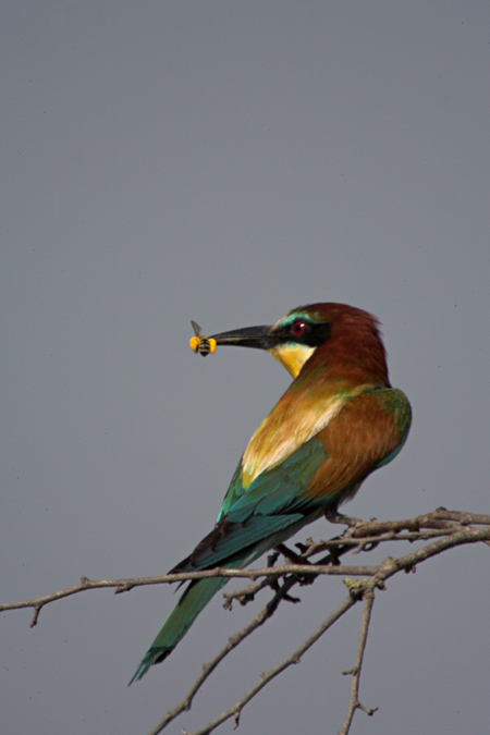 Abellerol (Merops apiaster)