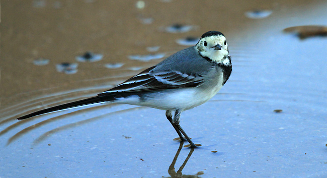 Cuereta blanca vulgar (Motacilla alba)