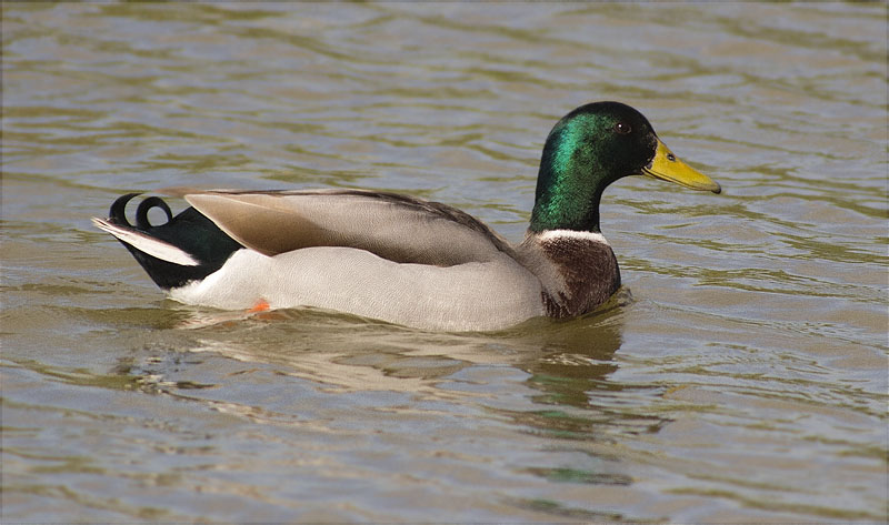 Mascle d'Ànec collverd (Anas platyrhynchos)