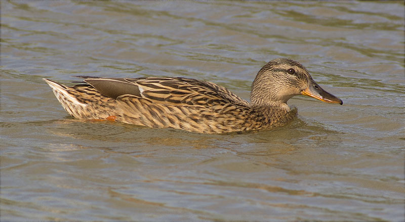 Femella d'Ànec collverd (Anas platyrhynchos)