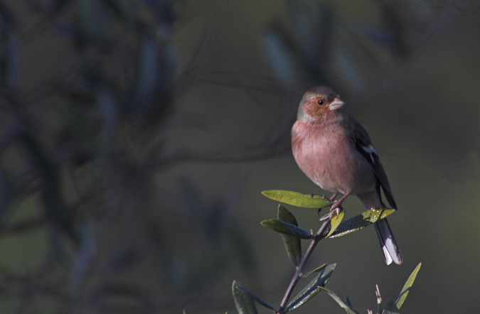 Pinsà comú (Fringilla coelebs)