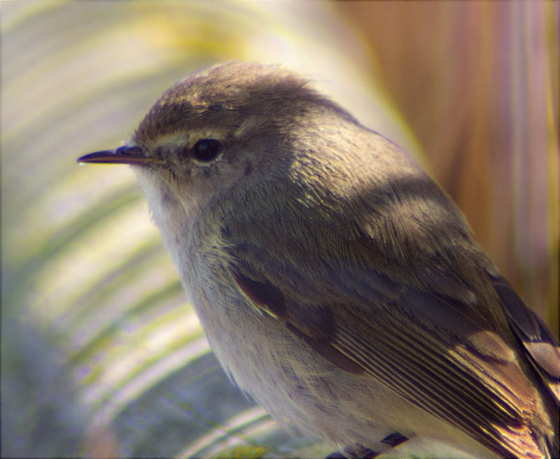 Mosquiter comú (Phylloscopus collybita)