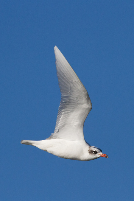 Gavina capnegra (Larus melanocephalus)