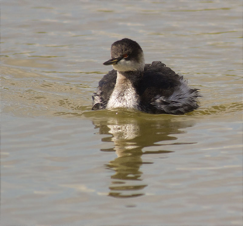 Cabussó coll-negre (Podiceps nigricollis)