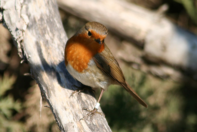 Pit Roig (erithacus rubecula)