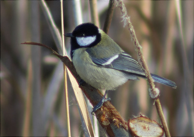 Mallerenga carbonera (Parus major)