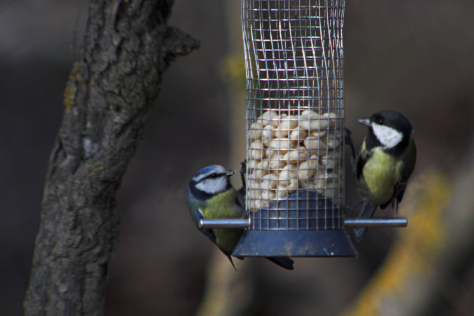 Mallerenga carbonera y Blava (Parus major y caeruleus)