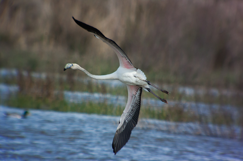 Flamenc (Phoenicopterus ruber)