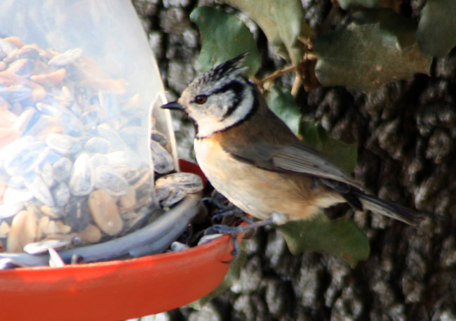 Mallerenga Emplomallada (Parus cristatus)