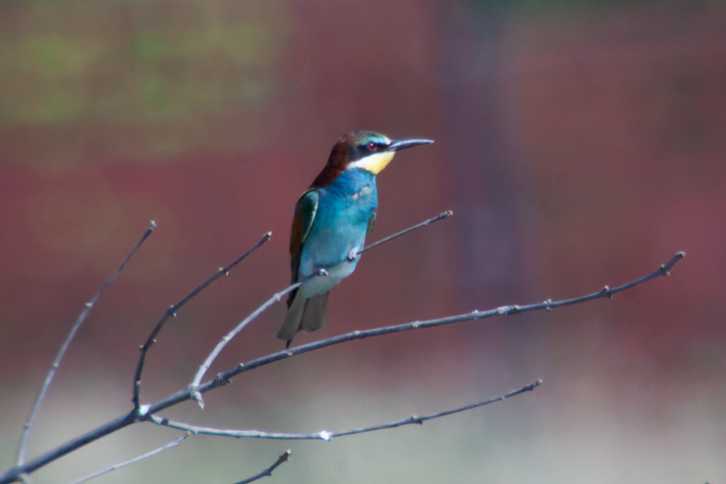 Abellerol (Merops apiaster)