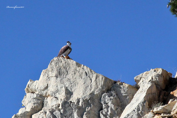 La Pescadora de Cap Norfeu.