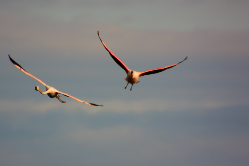 Flamenc (Phoenicopterus ruber)