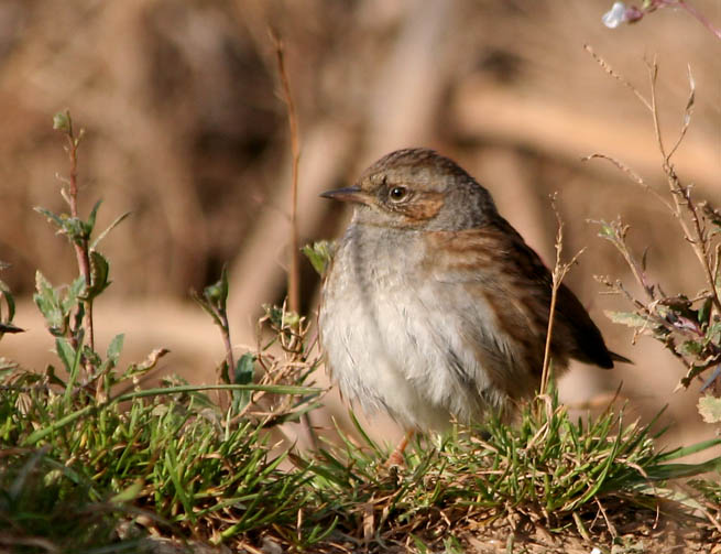 Pardal de  bardissa (Prunella modularis)