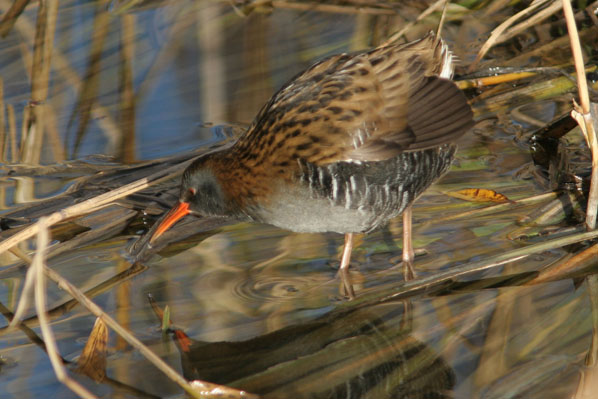 Rascló.Rallus aquaticus.